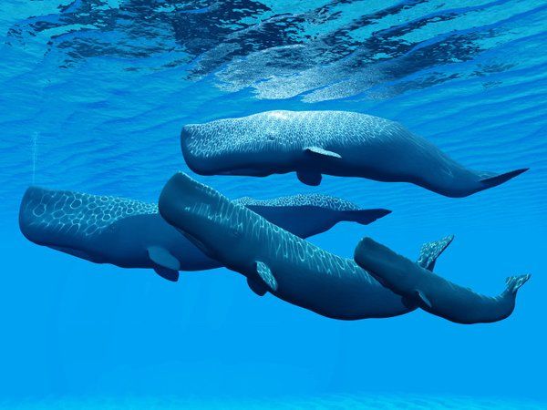 Mơ thấy cá voi là điềm báo điều gì? 
