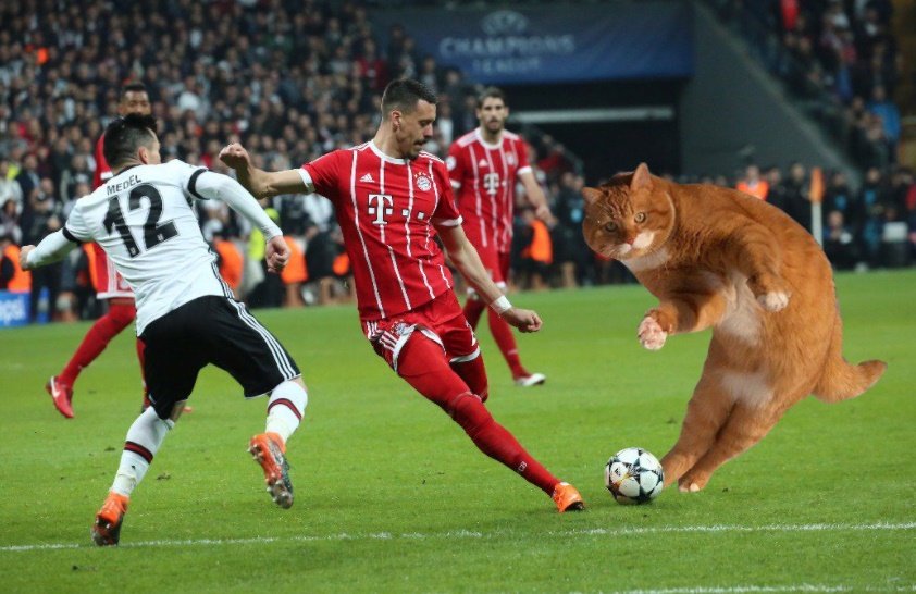 Chú mèo đại náo trận đấu knock out của Bayern Munich vs Besiktas