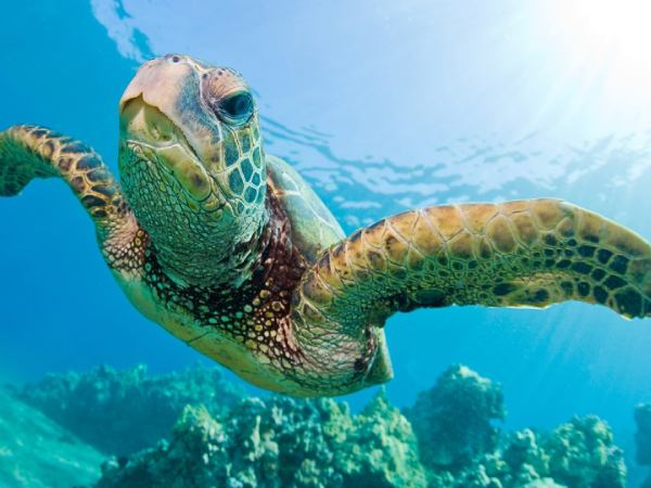 Chiêm bao thấy con rùa biển có điềm báo gì đặc biệt?