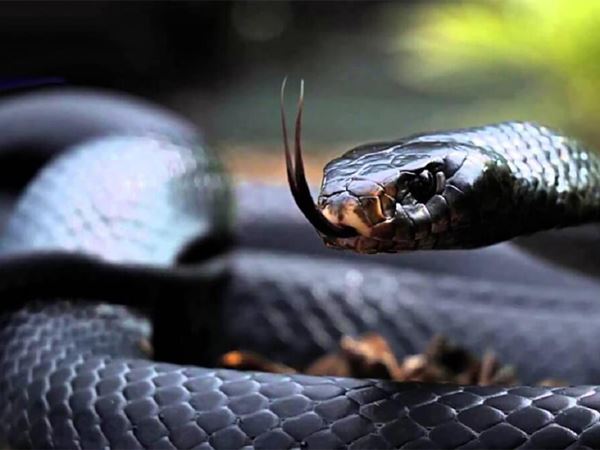Mơ thấy rắn đen đánh con gì chắc ăn, là điềm hên hay xui?