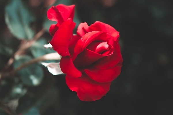 Mơ thấy hoa hồng điềm báo tốt hay xấu?