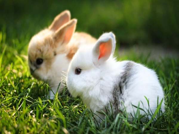 Ngủ mơ thấy thỏ đánh lô tô số mấy ? là điềm hên hay xui ?