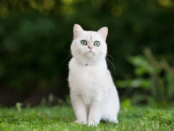 Mơ thấy mèo trắng là điềm gì? Đánh ngay cặp số mấy?