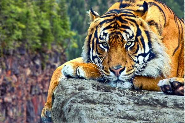 Giải mã ý nghĩa giấc mơ thấy con hổ