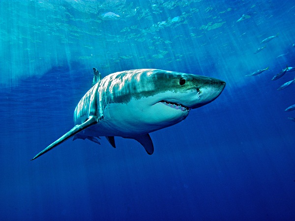 Cá mập số mấy – Giải mã ý nghĩa nằm mơ thấy cá mập