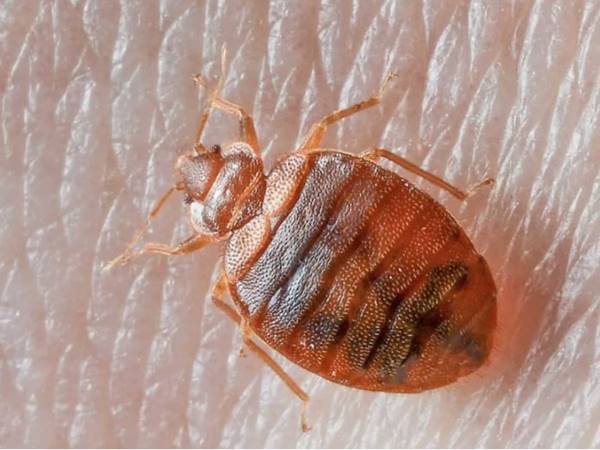 Con rệp số mấy? Mơ thấy rệp đánh con gì hay ra