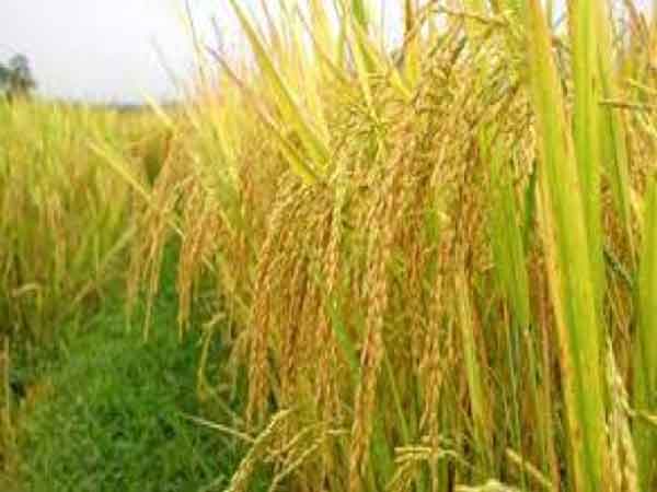 Vậy mơ thấy lúa chín vàng nên đánh con nào?