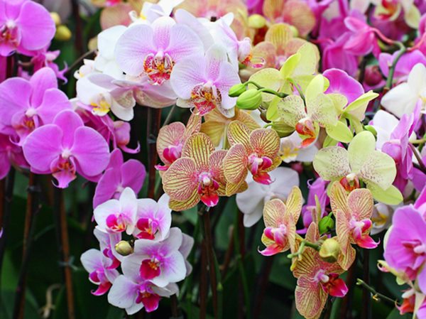 Nằm mơ thấy hoa lan ẩn ý điều gì, tốt hay xấu?