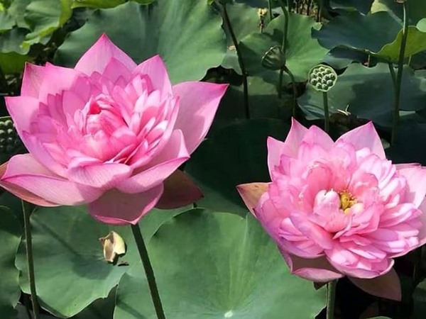 Nằm mơ thấy hoa sen mang thông điệp cuộc sống gì?