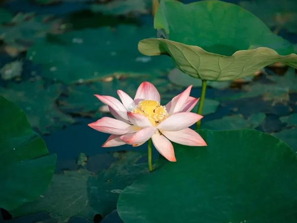 Nằm mơ thấy hoa sen mang thông điệp cuộc sống gì?