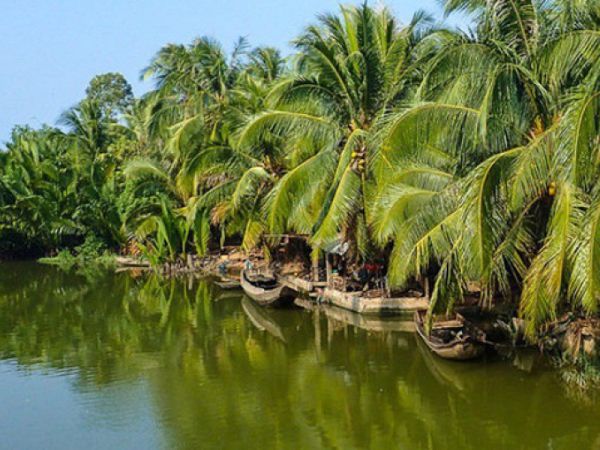 Chiêm bao thấy cây dừa bị sâu